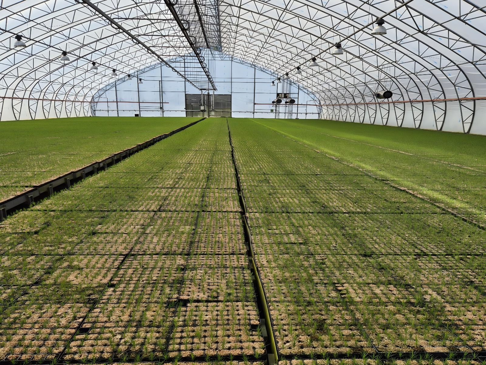 Forest Project 20250075