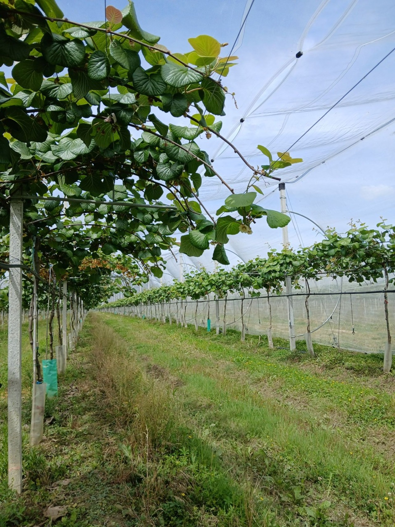 SCEA Foncière du Domaine de Fontorbe — Des kiwis jaunes pour cette exploitation en plein croissance