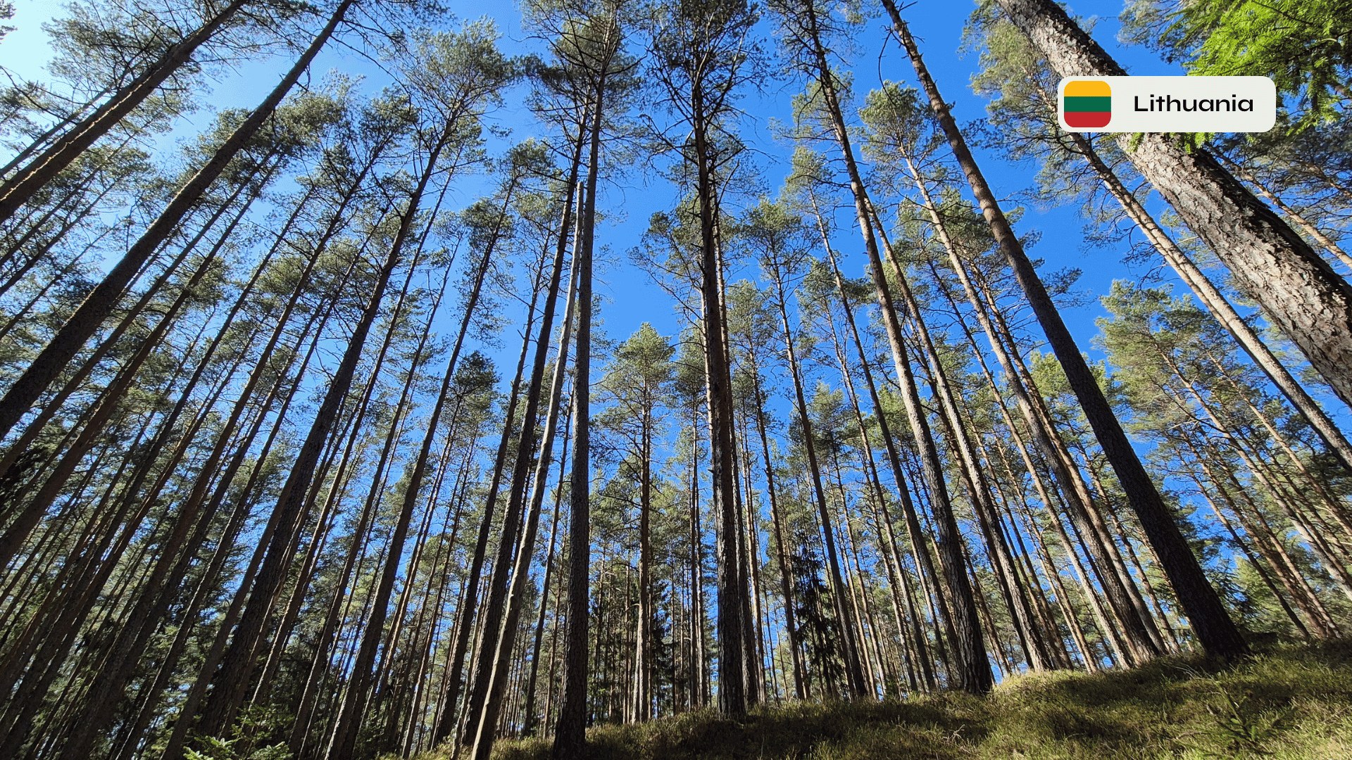 Forest Project 20260088