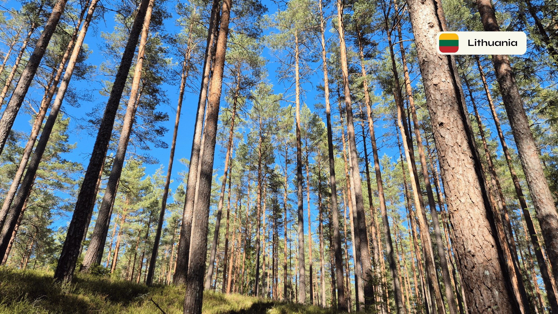 Forest Project 20260089