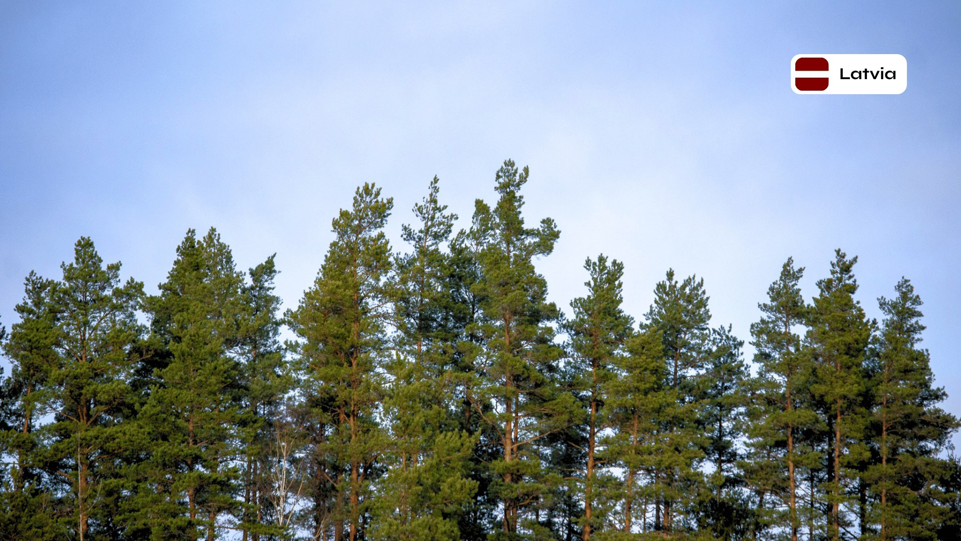 Forest Project 20260086