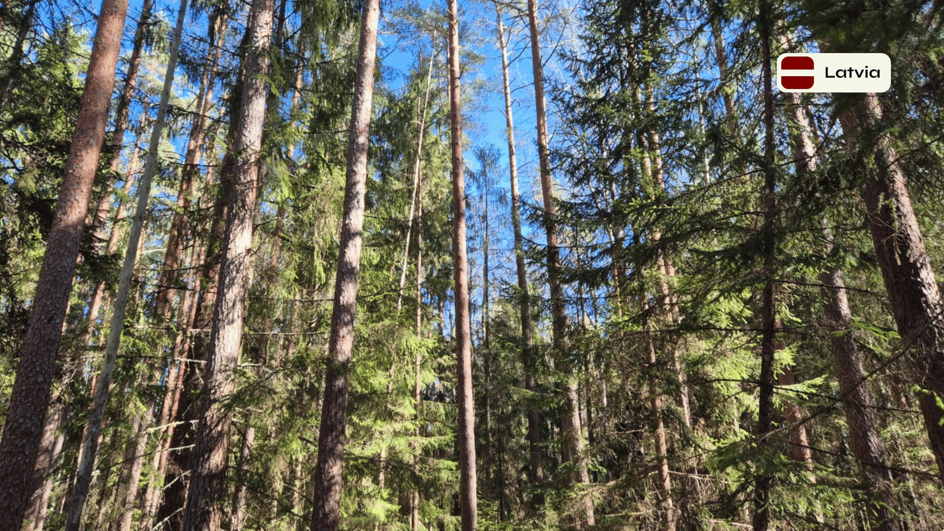Forest Project 20260087