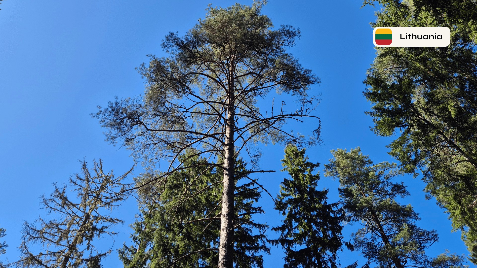 Forest Project 20260084