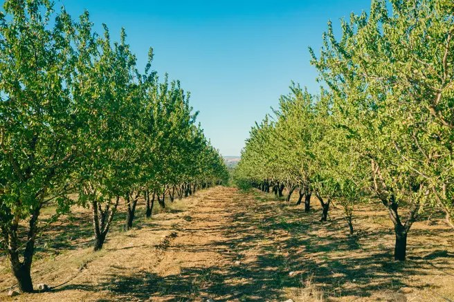 WEST AGRO GROUP
