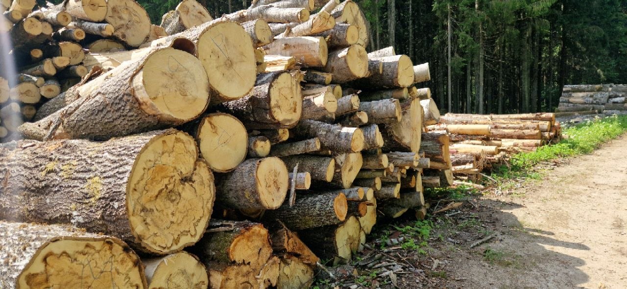 Forest Project 20260090