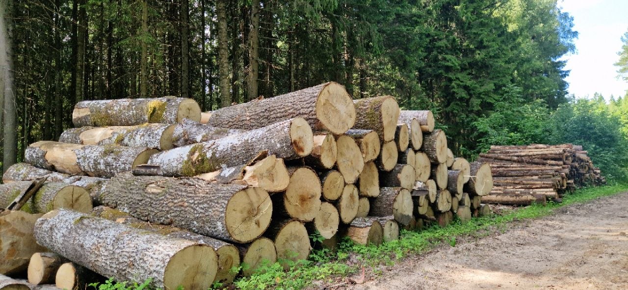 Forest Project 20260091
