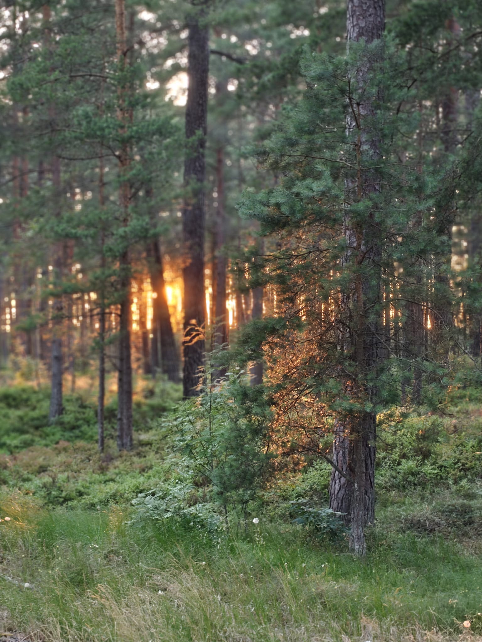 Forest Project 20260093