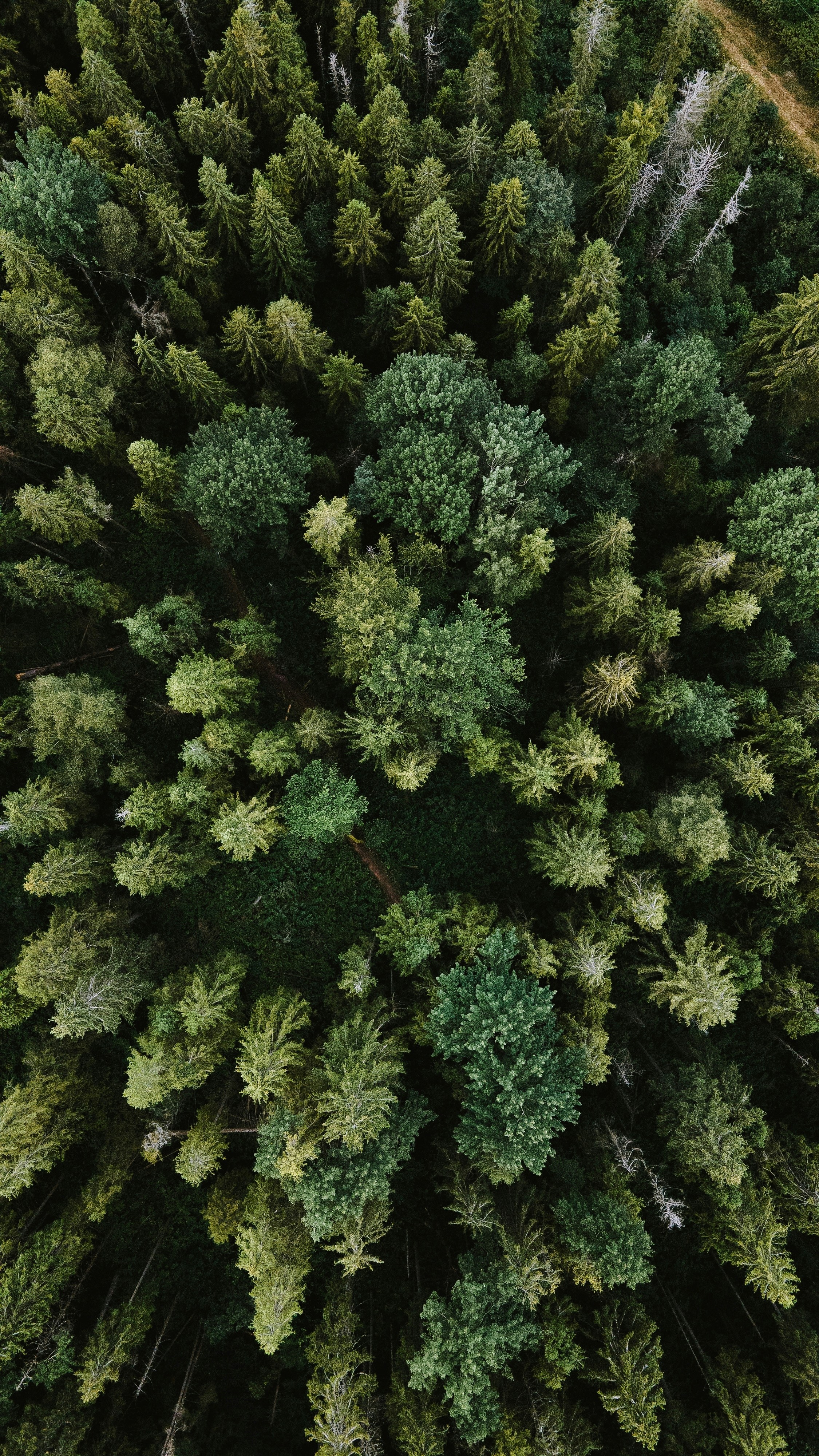 Forest Project 20250008