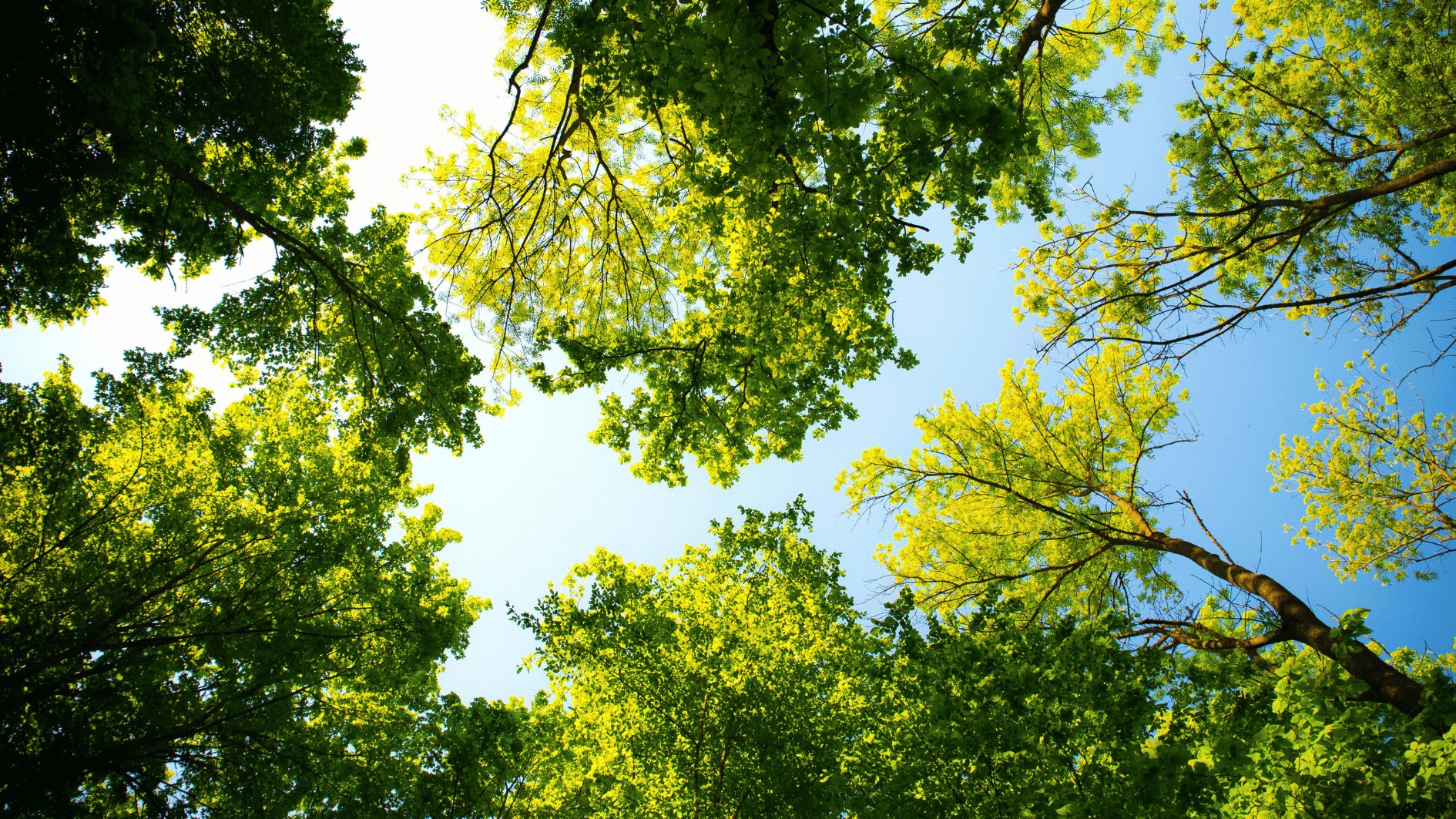 Forest Project 20250009