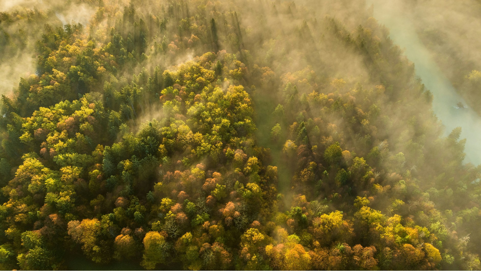 Forest Project 20250010