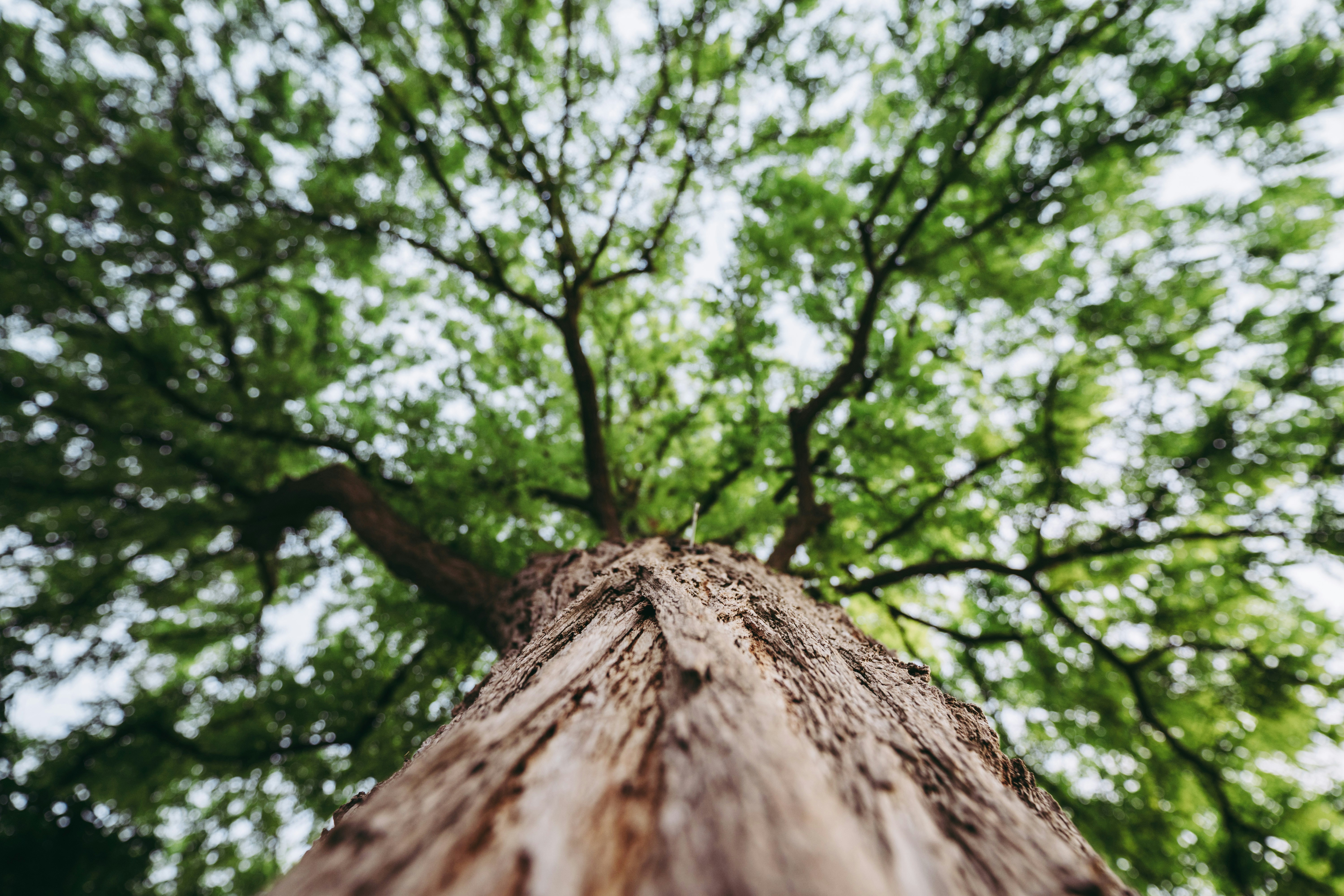 Forest Project 20250011