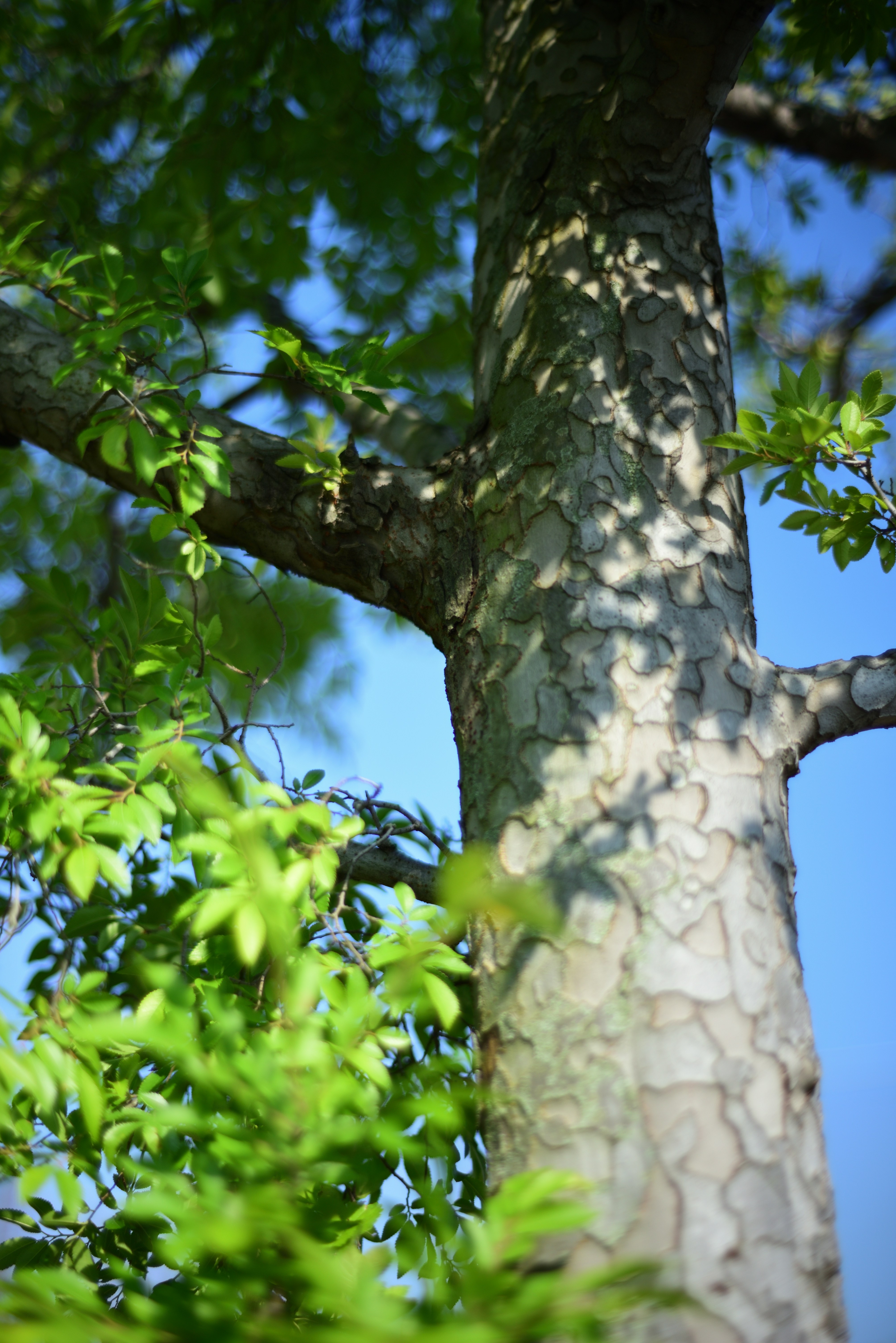 Forest Project 20250013