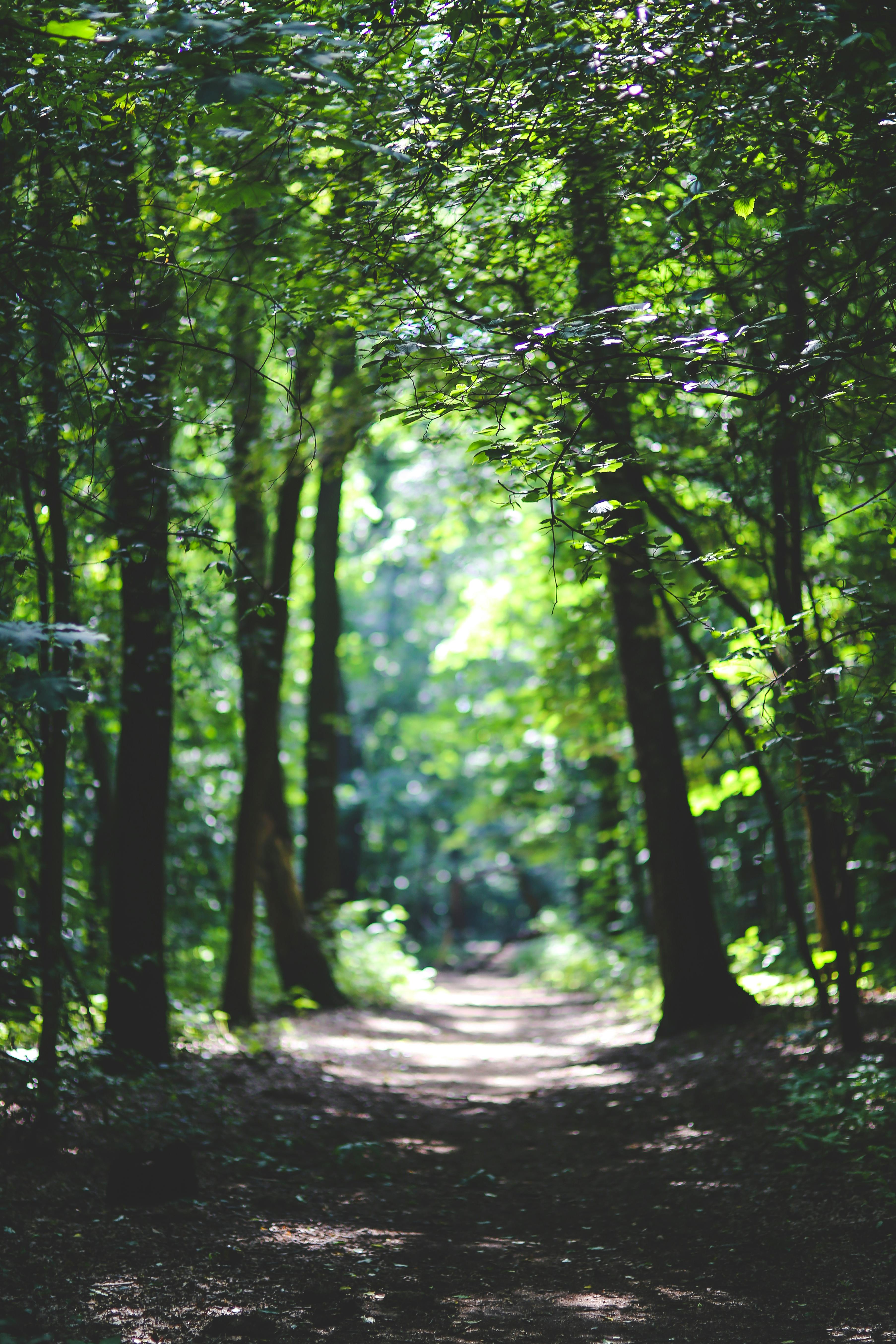 Forest Project 20250018