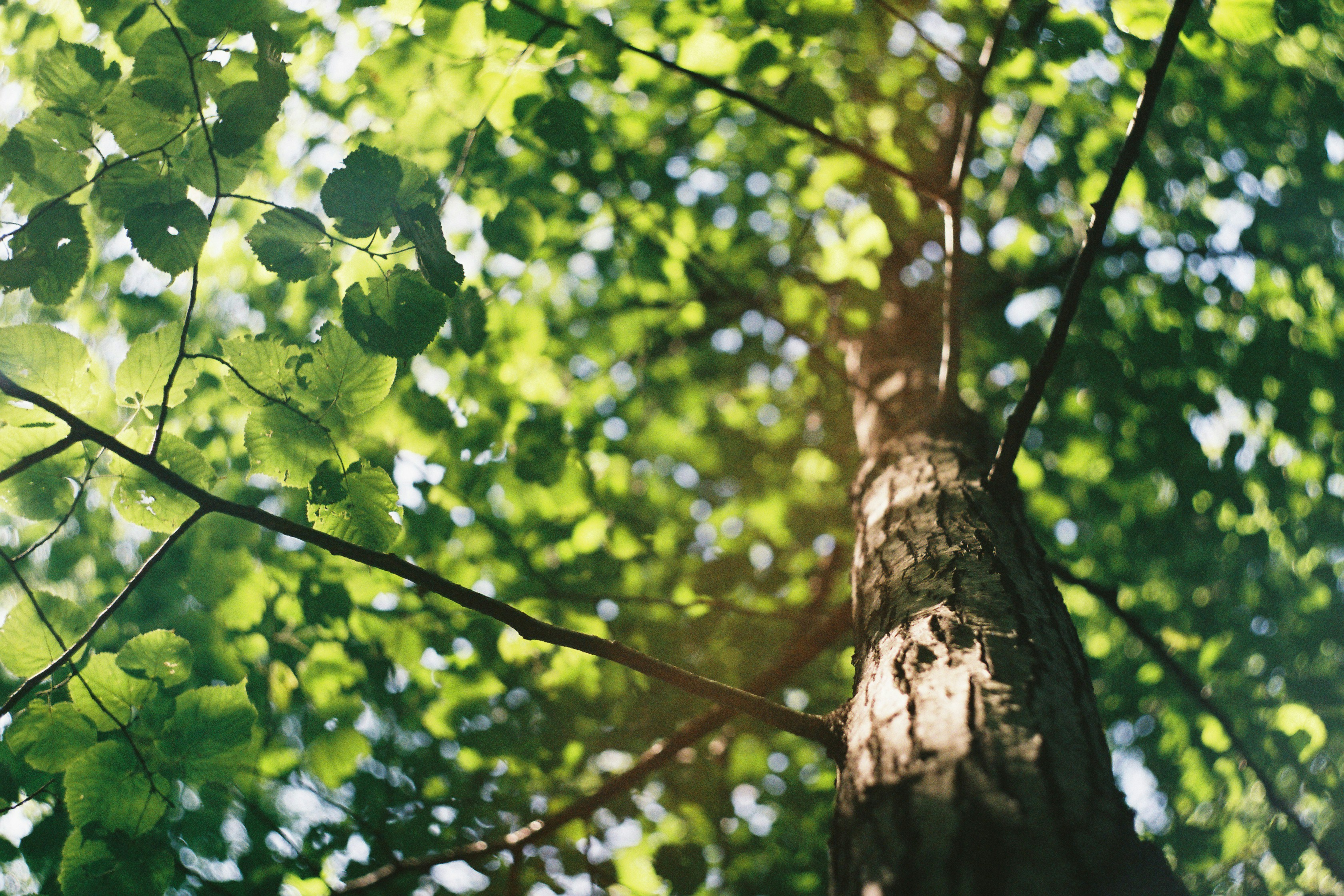 Forest Project 20250019
