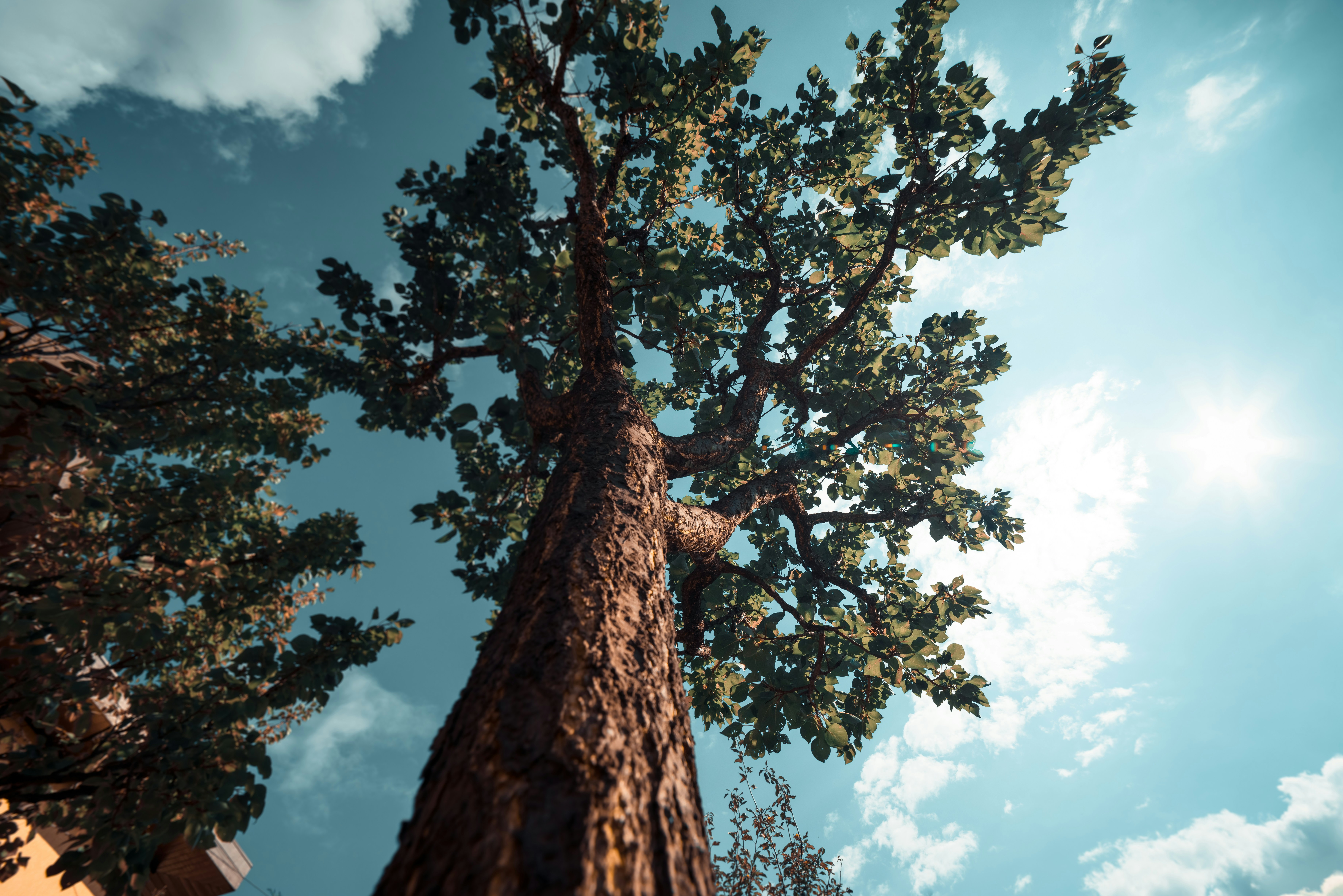 Forest Project 20250020