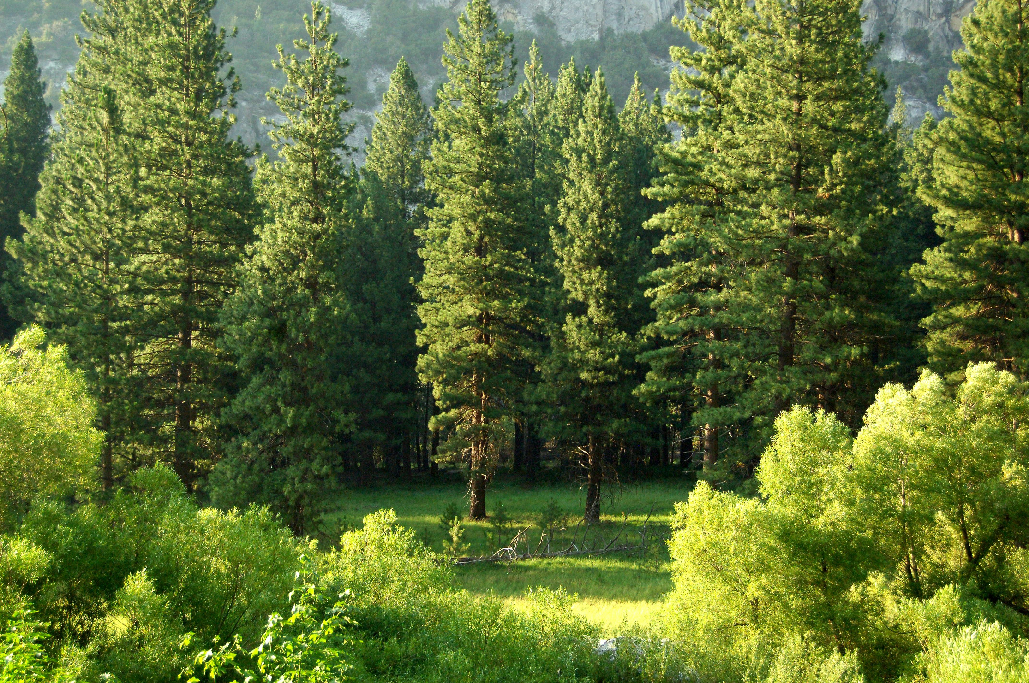 Forest Project 20250022