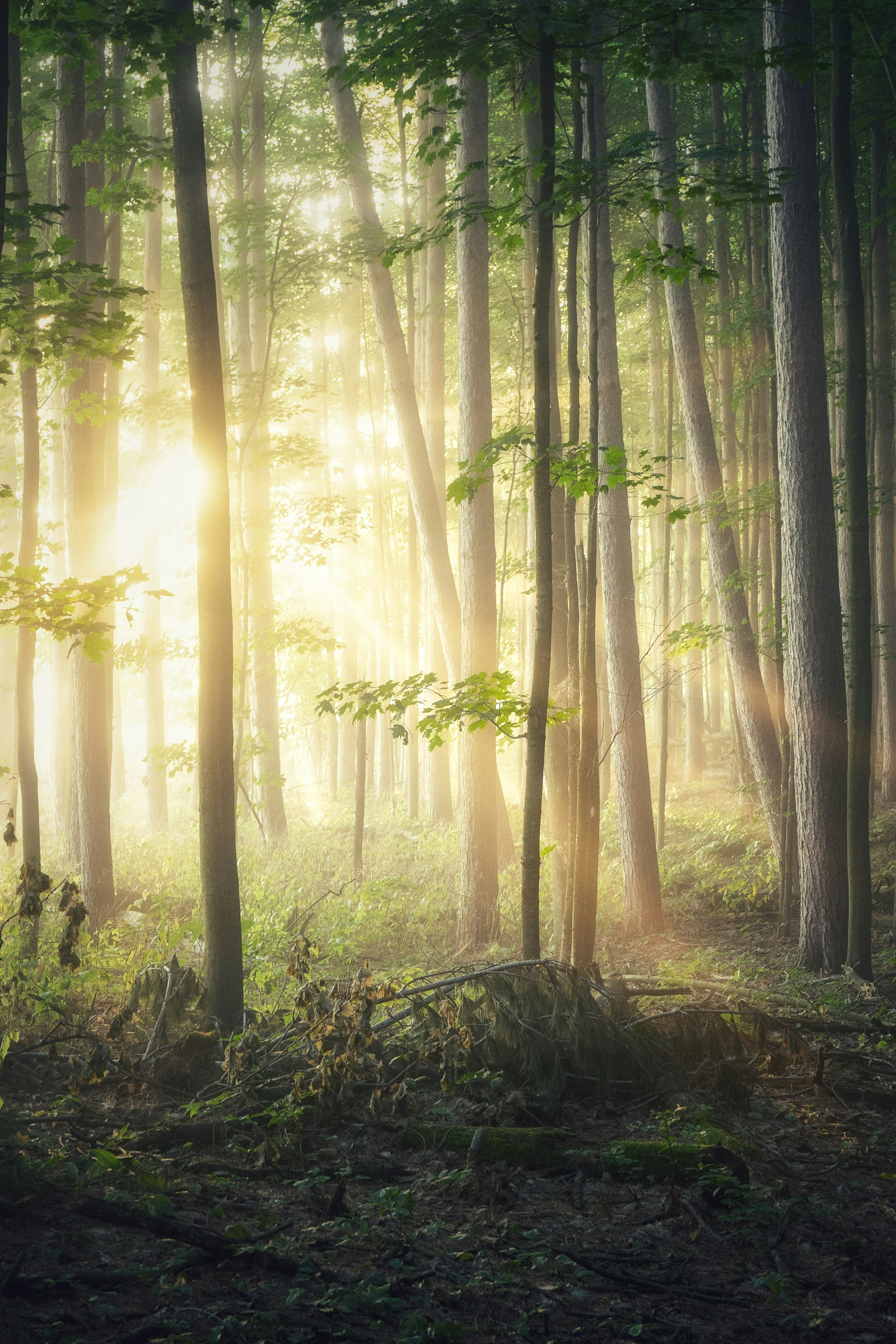 Forest Project 20250023