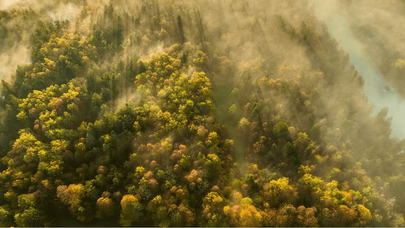 Forest Project 20250026