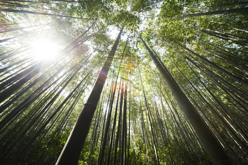 Forest Project 20250027