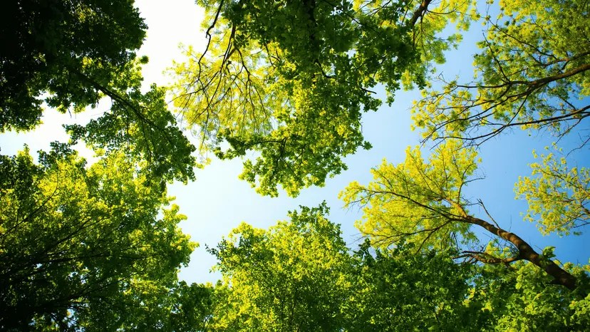 Forest Project 20250028