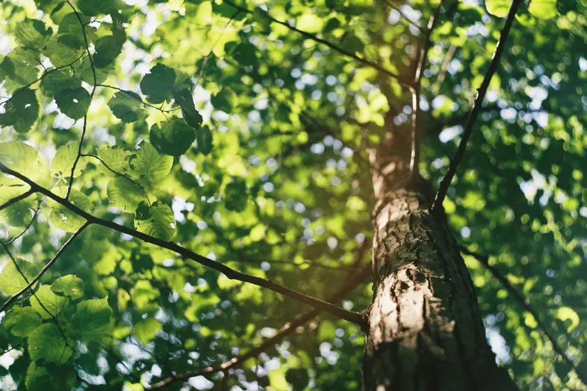 Forest Project 20250029