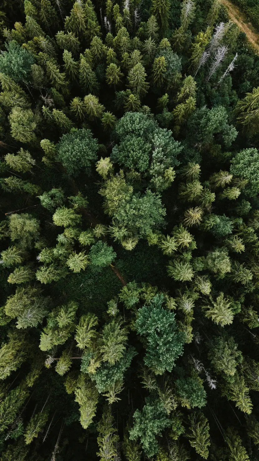Forest Project 20250031