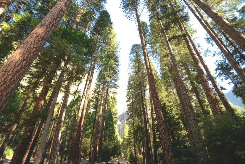 Forest Project 20250030