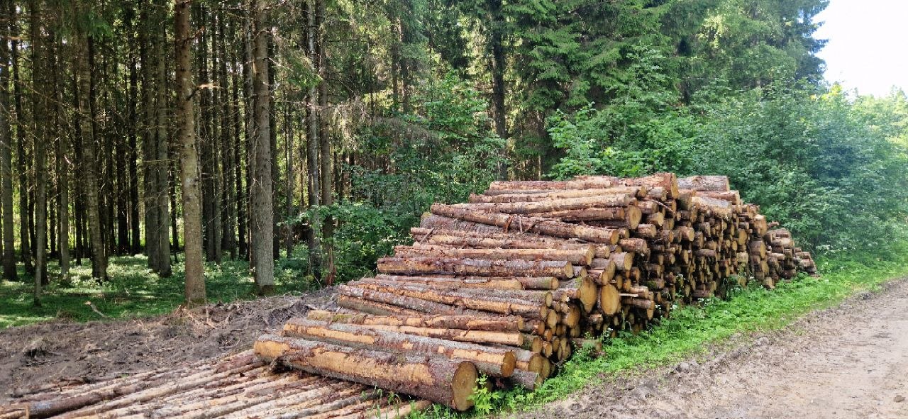 Forest Project 20260095