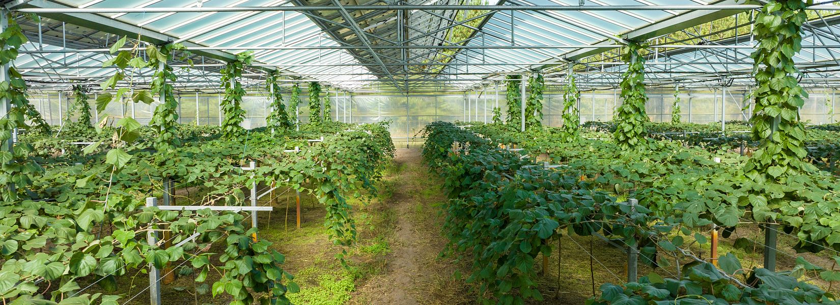 Serres agrivoltaïques des Planquettes, en Tarn-et-Garonne