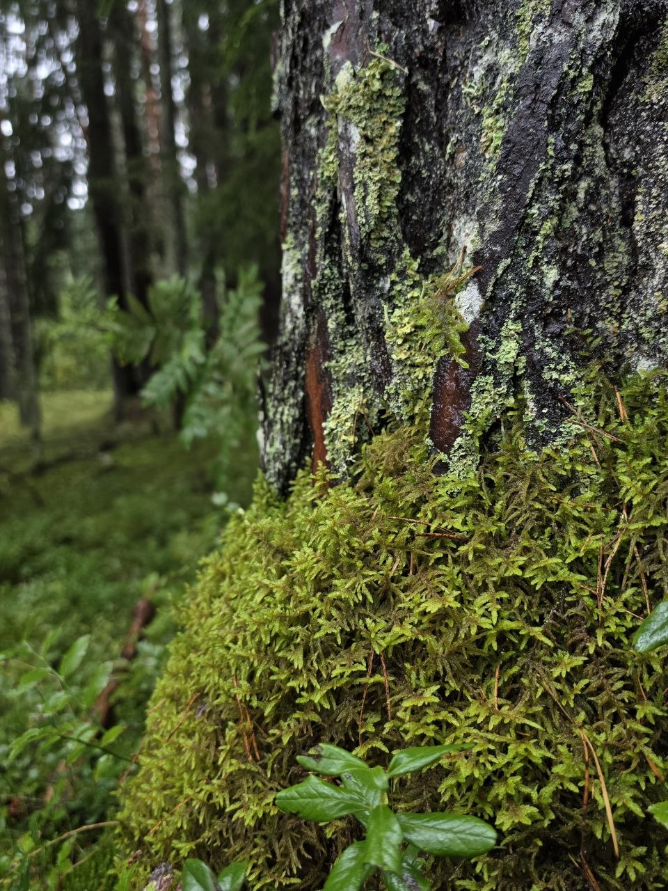 Forest Project 20260096