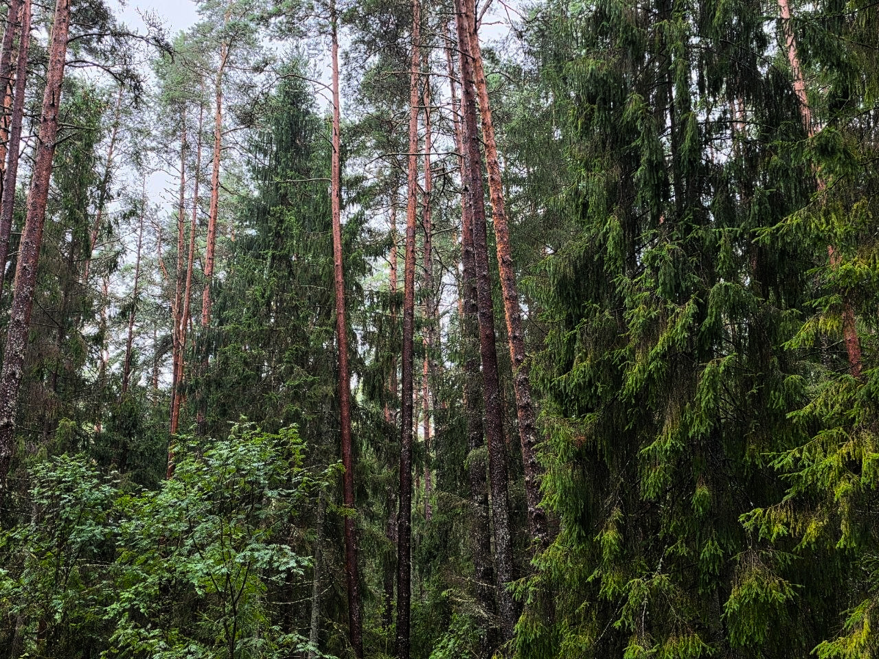 Forest Project 20260097