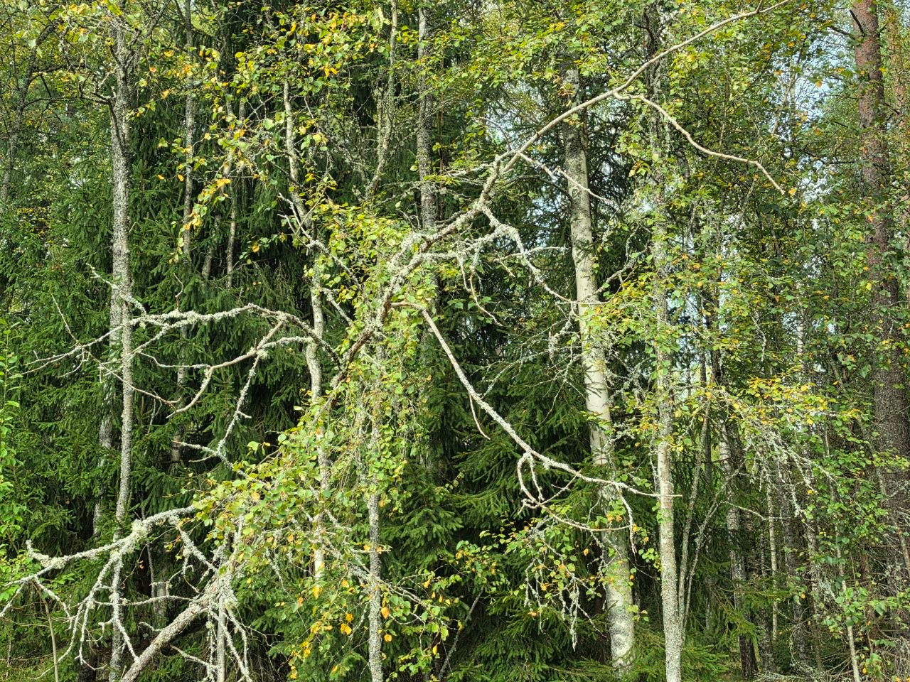 Forest Project 20260099