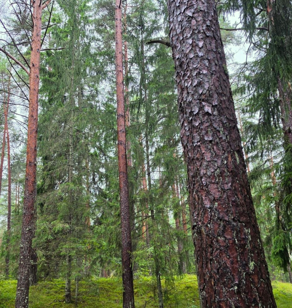 Forest Project 20260100