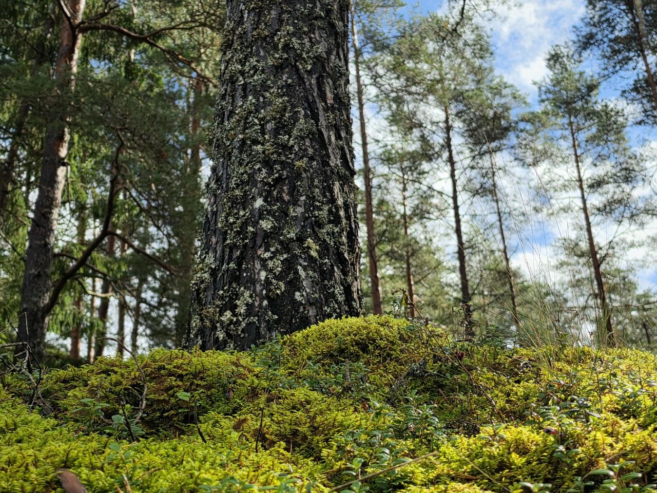 Forest Project 20260101