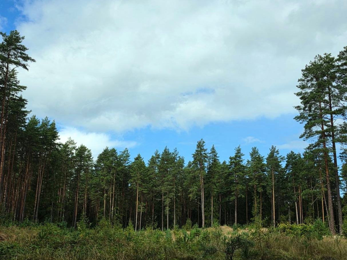 Forest Project 20260107