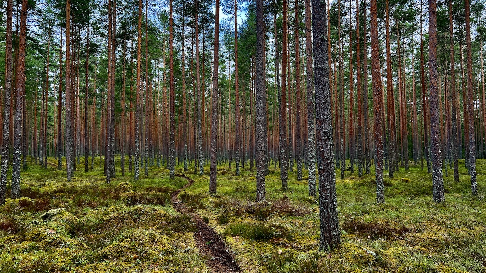 Forest Project 20260108