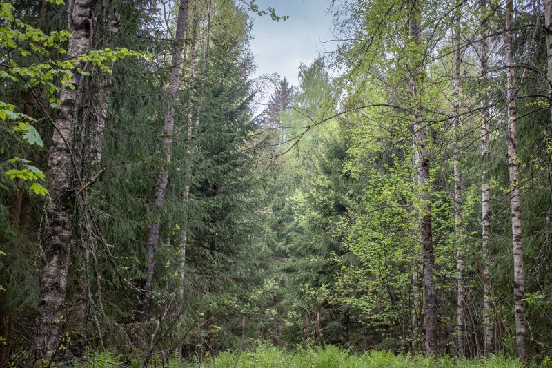 Forest Project 20260110
