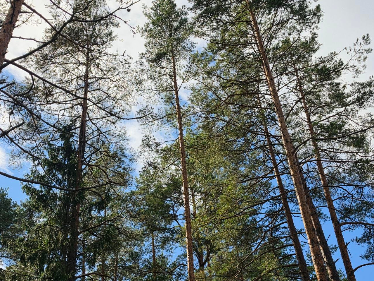 Forest Project 20260111